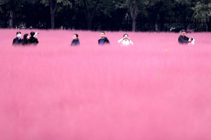 邂逅這片“粉霧?！?>
     <p>邂逅這片“粉霧?！?/p>
</a><a href=